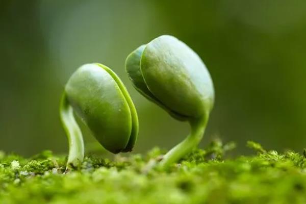 植物开花到底的意义，主要是为了繁殖后代