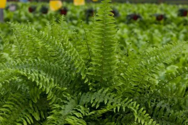 植物开花到底的意义，主要是为了繁殖后代