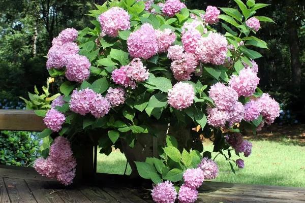 植物开花到底的意义，主要是为了繁殖后代