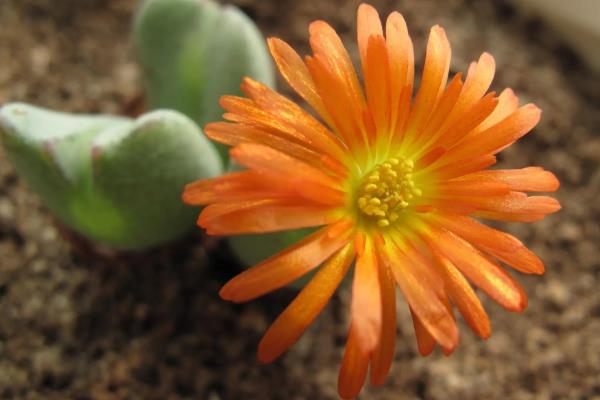 植物开花到底的意义，主要是为了繁殖后代