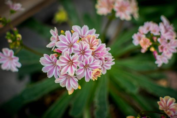 植物开花到底的意义，主要是为了繁殖后代
