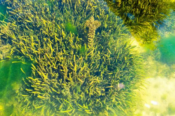 植物开花到底的意义，主要是为了繁殖后代