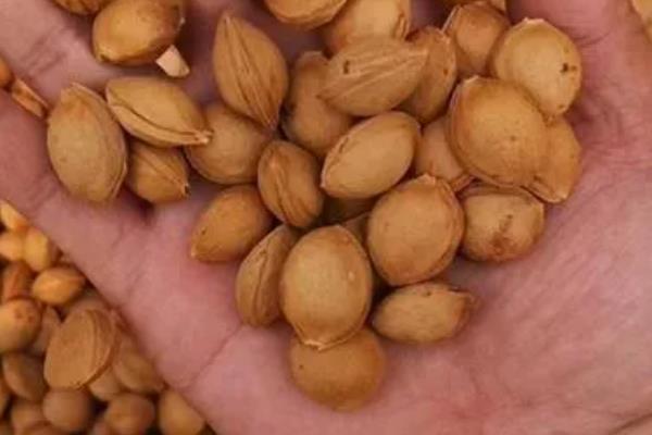 杏种子的种植方法,可在秋季9-11月份播种