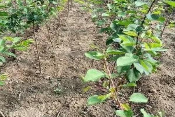 杏种子的种植方法,可在秋季9-11月份播种