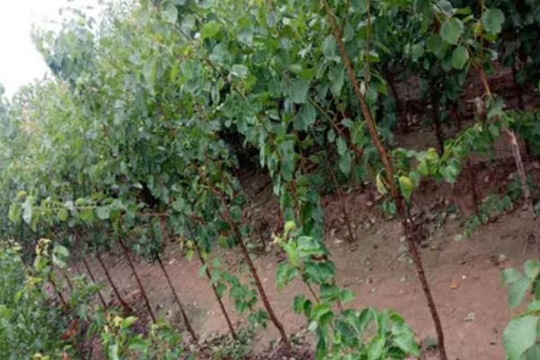 杏种子的种植方法,可在秋季9-11月份播种