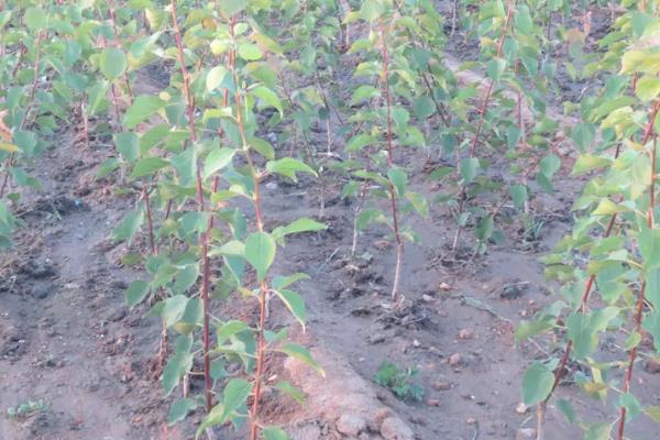 杏种子的种植方法,可在秋季9-11月份播种