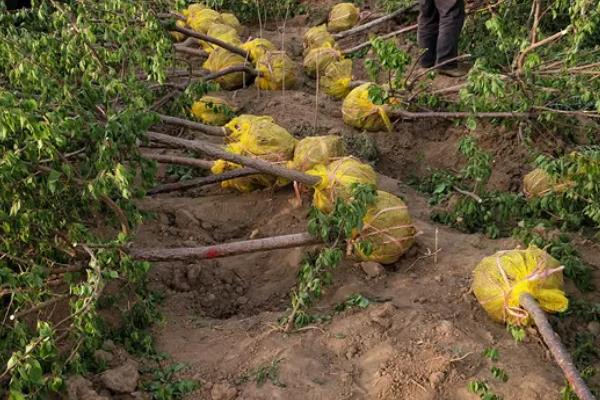 杏种子的种植方法,可在秋季9-11月份播种