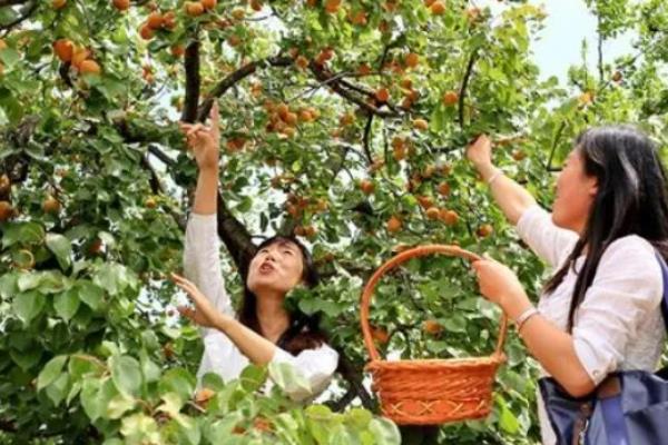 杏种子的种植方法,可在秋季9-11月份播种