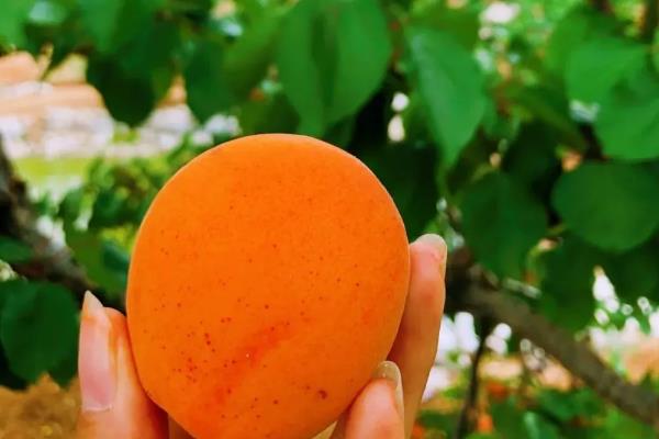 杏种子的种植方法,可在秋季9-11月份播种