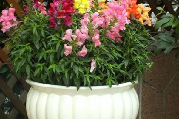 春天怎么养金鱼草，每天需给予充足的光照时间