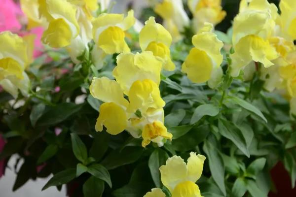 春天怎么养金鱼草，每天需给予充足的光照时间