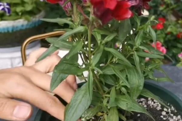 春天怎么养金鱼草，每天需给予充足的光照时间