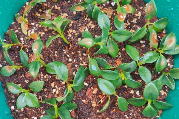 春天怎么养金鱼草，每天需给予充足的光照时间