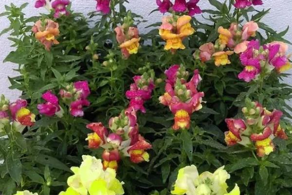 春天怎么养金鱼草，每天需给予充足的光照时间