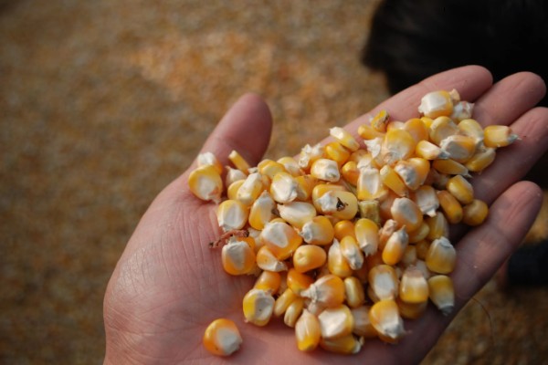 农民买玉米种子的误区，主要有以下4点