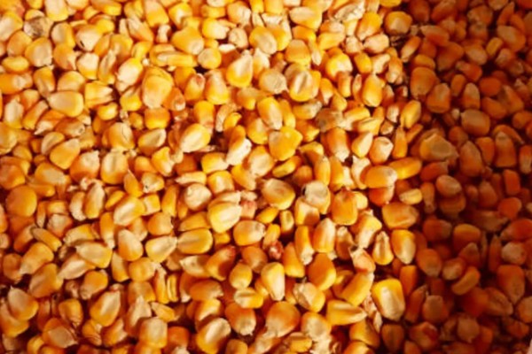 农民买玉米种子的误区，主要有以下4点