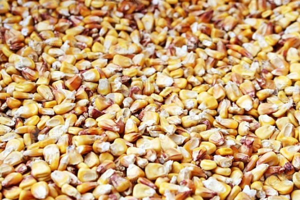 农民买玉米种子的误区，主要有以下4点