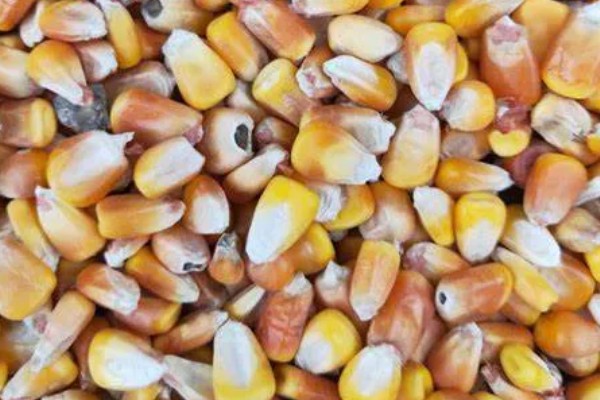 农民买玉米种子的误区，主要有以下4点