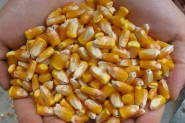 农民买玉米种子的误区，主要有以下4点