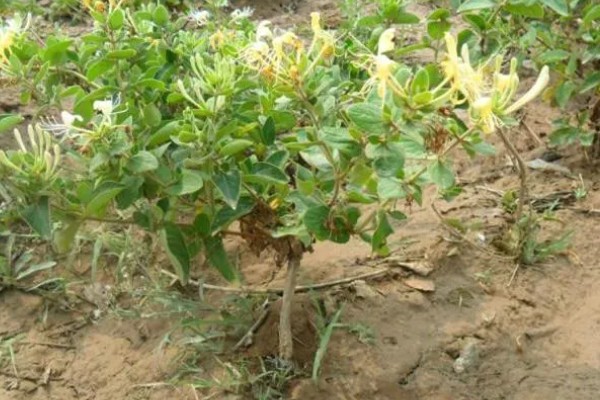 金银花产自哪里，产自中国的山东、陕西、河南等