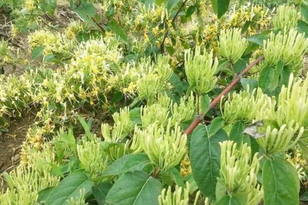 金银花产自哪里，产自中国的山东、陕西、河南等