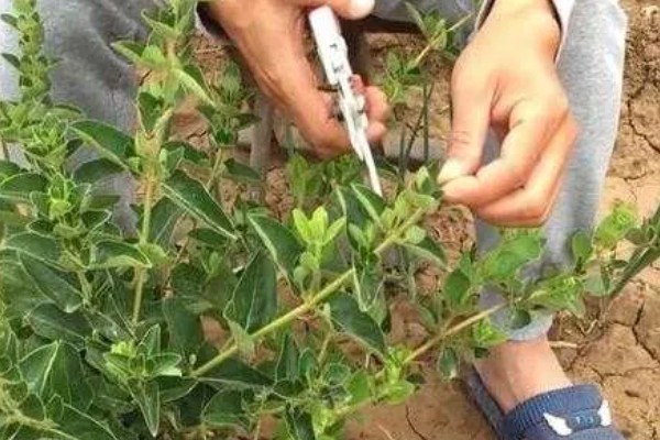 金银花产自哪里，产自中国的山东、陕西、河南等