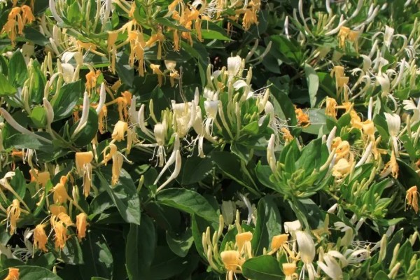 金银花产自哪里，产自中国的山东、陕西、河南等