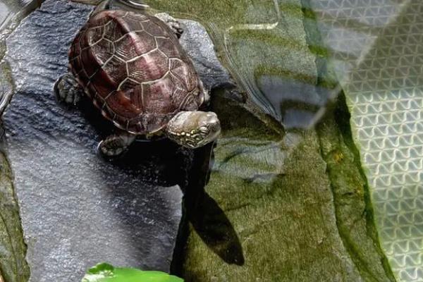 新买的草龟多久能吃东西，大概3-7天左右就可以