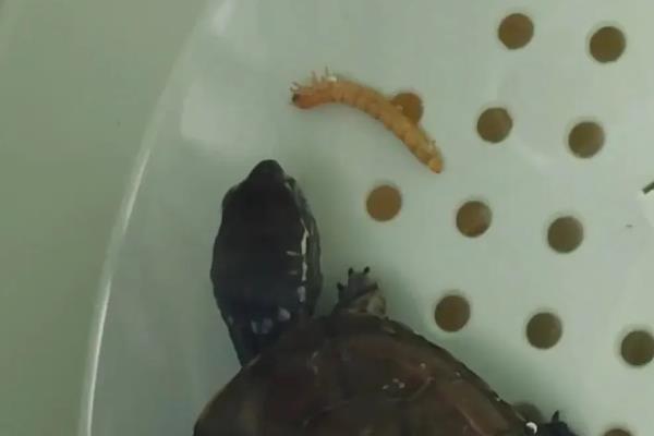 新买的草龟多久能吃东西，大概3-7天左右就可以