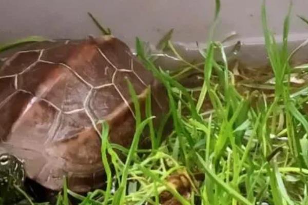 新买的草龟多久能吃东西，大概3-7天左右就可以