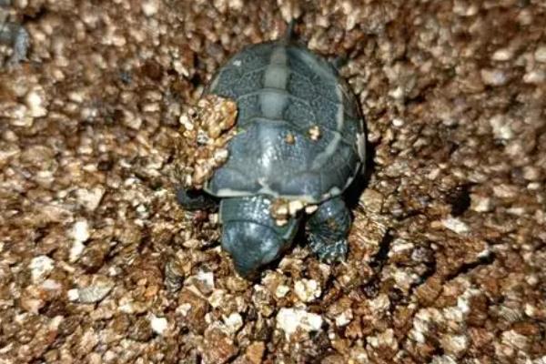 新买的草龟多久能吃东西，大概3-7天左右就可以