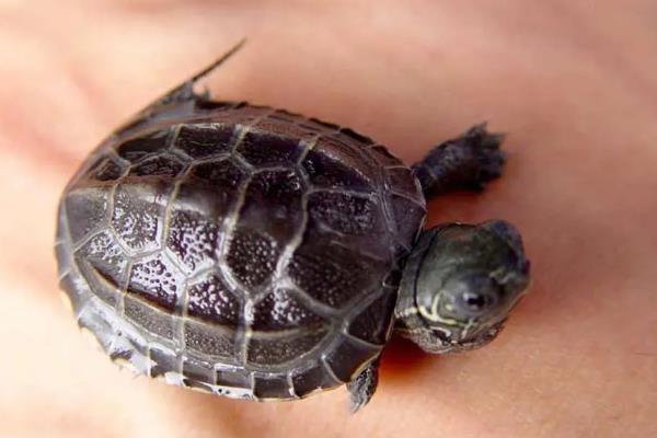 新买的草龟多久能吃东西，大概3-7天左右就可以