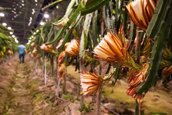 火龙果如何人工授粉，早晚都可以进行