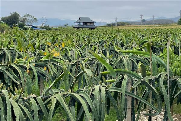 火龙果如何人工授粉，早晚都可以进行