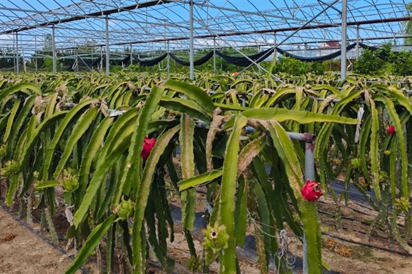 火龙果如何人工授粉，早晚都可以进行