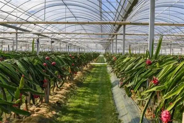 火龙果如何人工授粉，早晚都可以进行