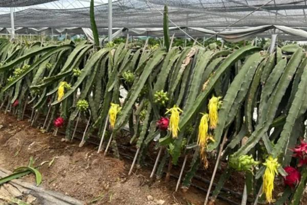 火龙果如何人工授粉，早晚都可以进行