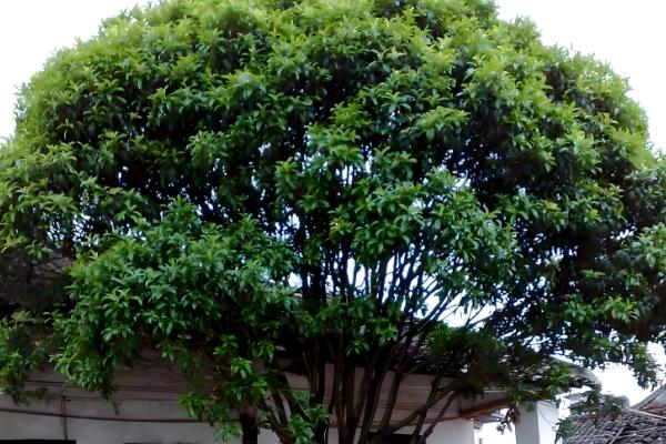 桂花不开花的原因分析,可能是花期未到所致