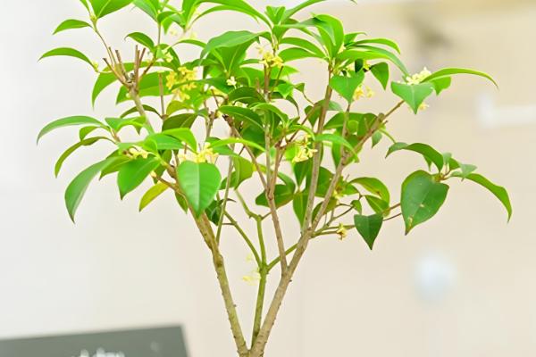 桂花不开花的原因分析,可能是花期未到所致