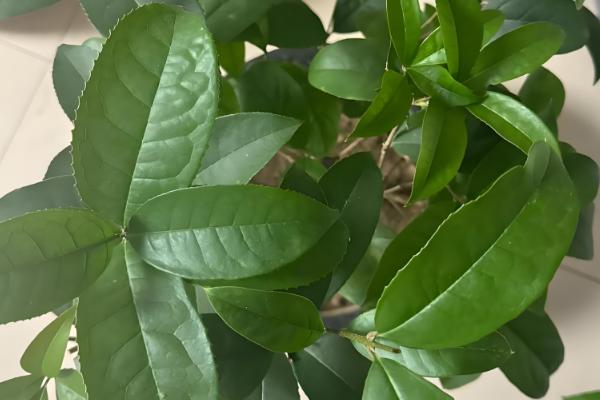 桂花不开花的原因分析,可能是花期未到所致