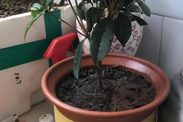 桂花不开花的原因分析,可能是花期未到所致