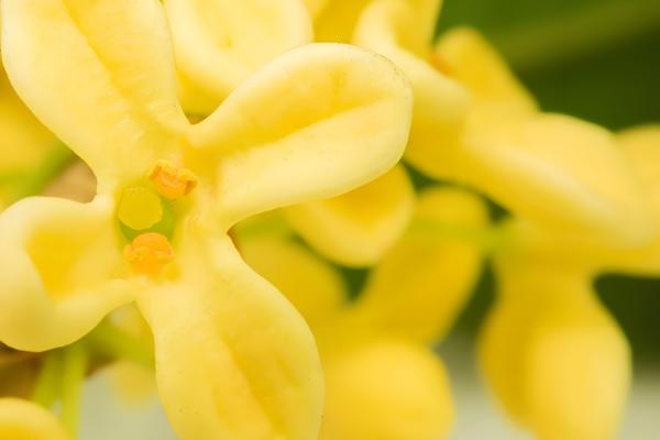 桂花不开花的原因分析,可能是花期未到所致