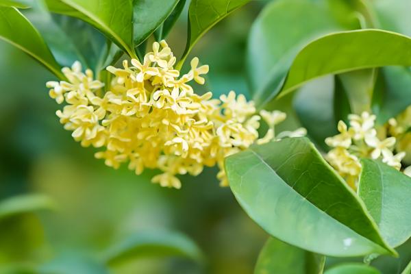 桂花不开花的原因分析,可能是花期未到所致