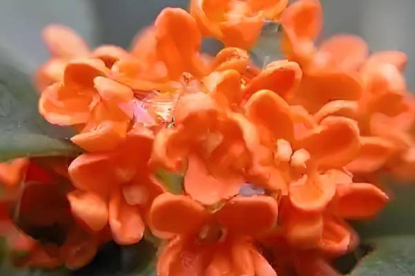 桂花不开花的原因分析,可能是花期未到所致