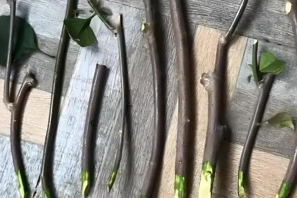 香花槐的枝条如何扦插，选择木质化硬枝作为插条