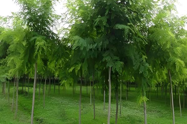 香花槐的枝条如何扦插，选择木质化硬枝作为插条