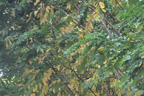 香花槐的枝条如何扦插，选择木质化硬枝作为插条