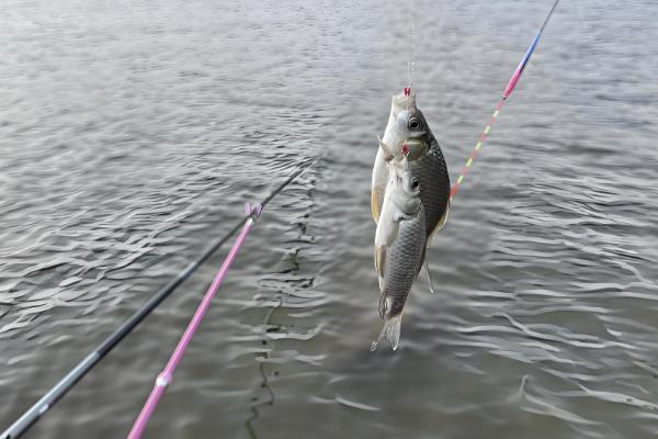 冬天东风适不适合钓鲫鱼,是最不活跃的季节