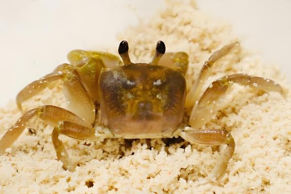 海蟹的品种介绍，常见的有花蟹、青蟹等