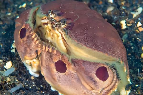海蟹的品种介绍，常见的有花蟹、青蟹等